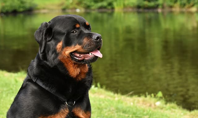 Exotic Rottweiler Names for Dogs