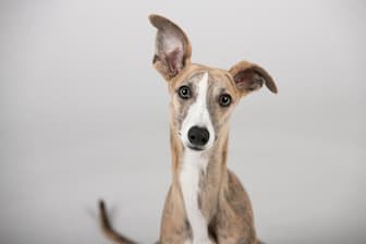 Italian Greyhound Dog Names Female