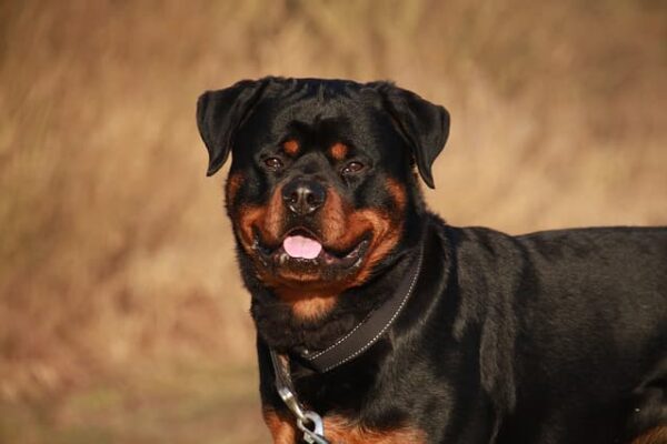 The 200 Aggressive Male Rottweiler Names For Dogs For 2022   Male Rottweiler Names For Dogs 600x400 