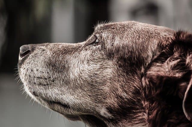 150 Ultimate List of Classic Old Fashioned Dog Names 2021