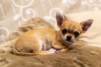Spanish Dog Names for Girl Chihuahua