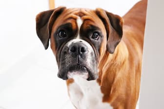Strong Male Dog Names for Boxers