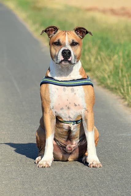American Staffordshire Terrier Amstaff Pitbull Dog