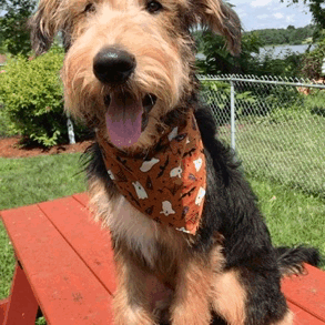 Female Airedale Terrier Names