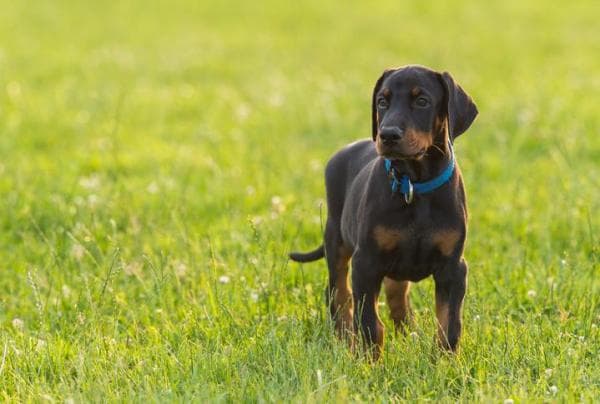 a-complete-list-of-strong-fierce-powerful-doberman-names-for-2022