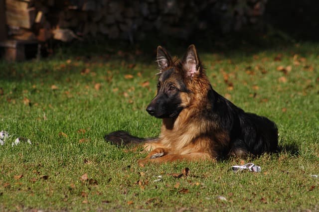 Female Short-Hair German Shepherd Names for Dogs