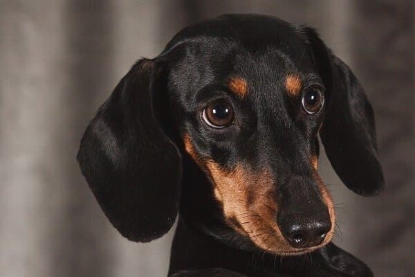 a-comprehensive-list-of-270-funny-wiener-dog-names-for-2022