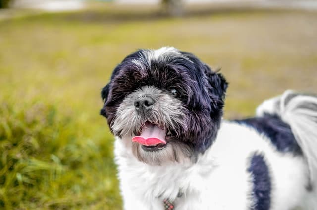 Male Affenpinscher Names for Dogs