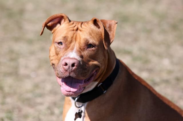 Perfect List of Red Nose Pitbull Names