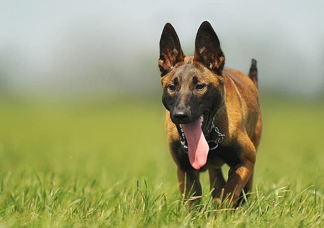 Belgian Malinois Dog Names for Male and Female Puppies