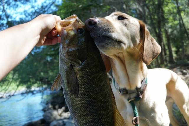 Carp Fishing Names for Dogs