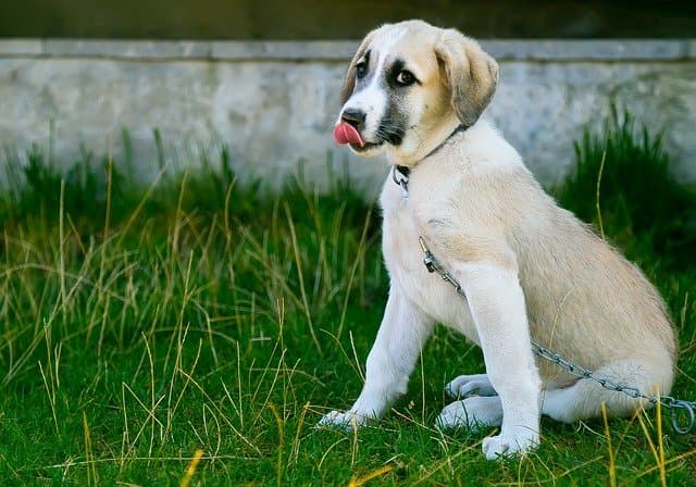 150+ Best Boy and Girl Dog Names That Mean Blessing 2022