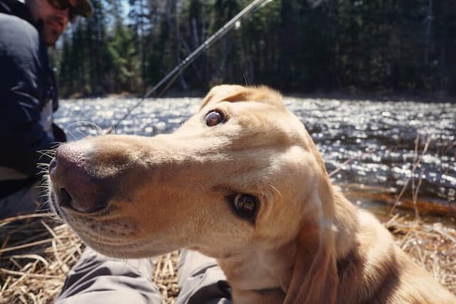Fishing Dog Names and Meanings