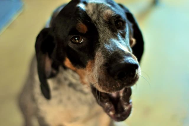 Good Names for Bluetick Coonhounds