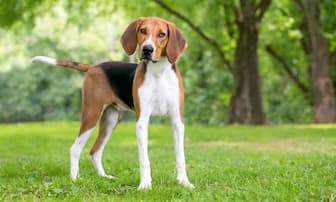 Male American Foxhound Names