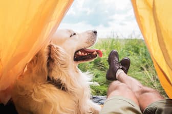 Male Dog Names Related to Camping