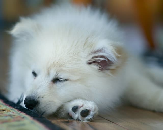 Top 170+ Boy and Girl American Eskimo Dog Names for 2022