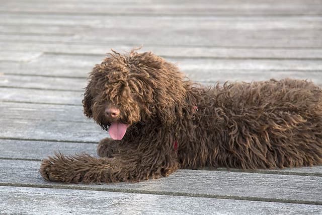 Spanish Water Dog Names for Boy and Girl Puppies