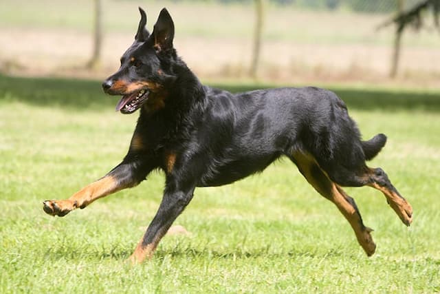 Unusual Beauceron Names for Dogs