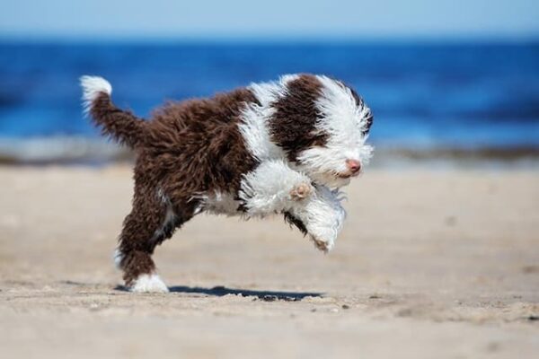 A Complete List of Top 100+ Spanish Water Dog Names for 2022