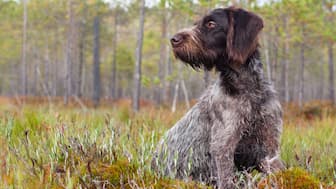 Black German Wirehaired Pointer Names for Dogs