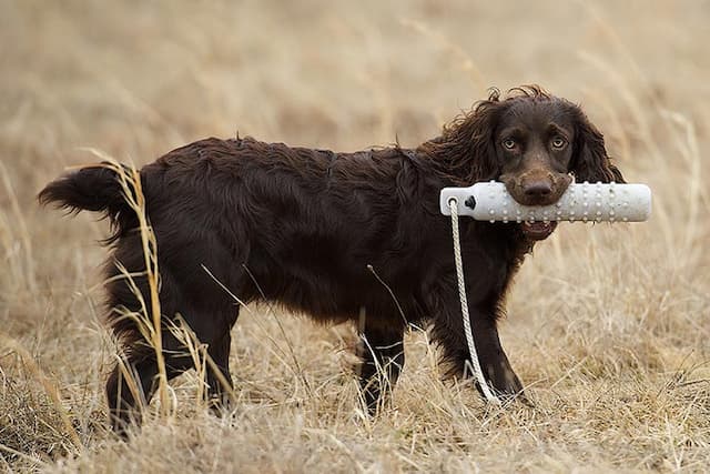 Boykin Spaniel Dog Names for Male and Female Puppies