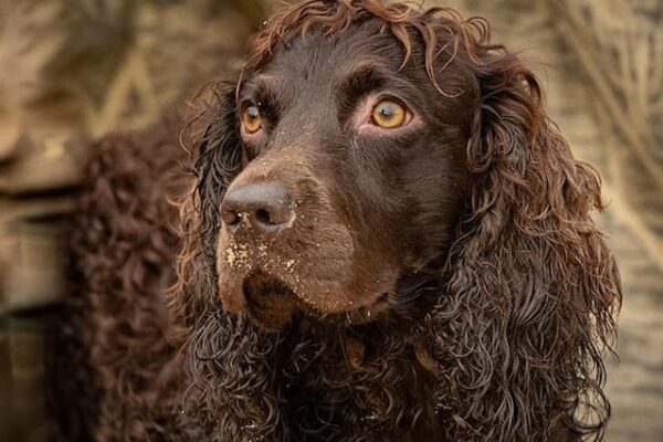 A powerful List of Top 150+ Boykin Spaniel Dog Names for 2022