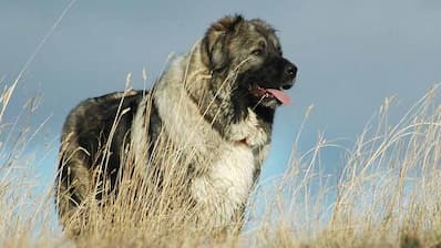 Caucasian  Dog Names for Male and Female Puppies