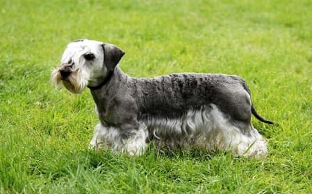 Cesky Terrier Dog Names for Male and Female Puppies