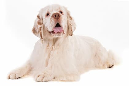 Clumber Spaniel Dog Names for Male and Female Puppies