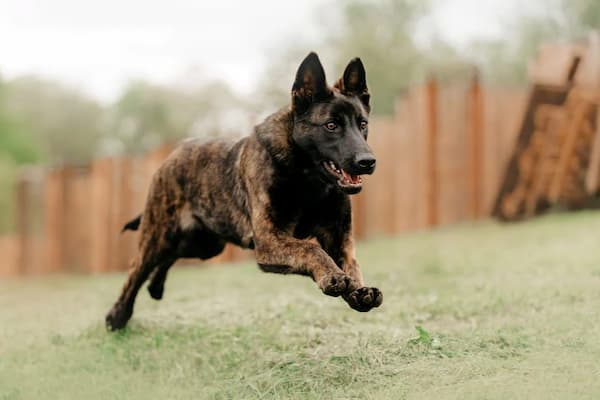 Dutch Shepherd Names Inspired by Nature