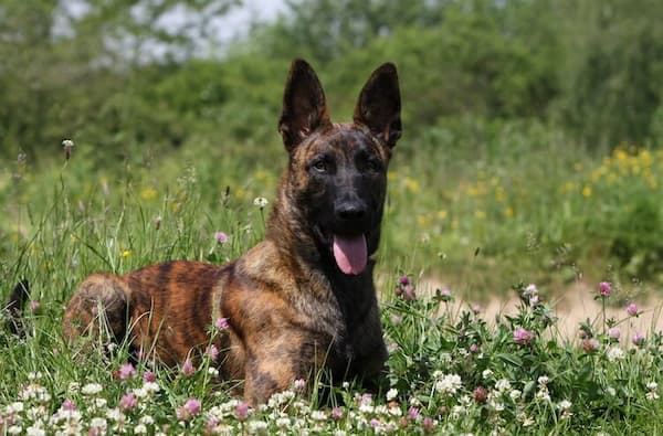 Dutch Shepherd Names for Brindle Dogs