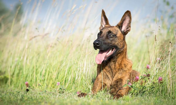 Dutch Shepherd Names with Meaning