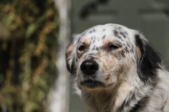 English Setter Dog Names for Boy and Girl Puppies
