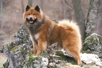 Eurasier Dog Names for Male and Female Puppies