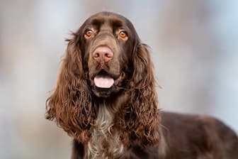 Female Field Spaniel Names for Dogs