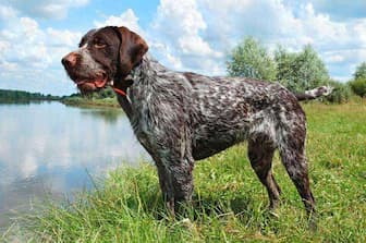Female German Wirehaired Pointer Names for Dogs