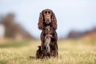 Field Spaniel Dog Names for Male and Female Puppies