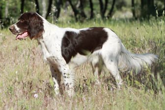 French Spaniel Dog Names for Male and Female Puppies