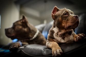 Mythology Pitbull Names for Male and Female Puppies