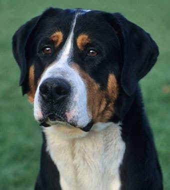 male and female names for Greater Swiss Mountain dogs