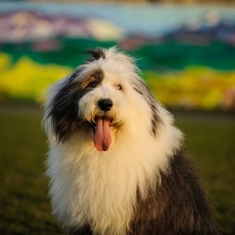 Best Dog Names for Old English Sheepdogs