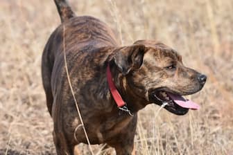 Brindle Mountain Cur Names for Dogs