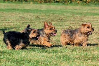 A Complete List Of Top 100 Norfolk Terrier Dog Names For 22