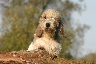 Female Petit Basset Griffon Vendeen Names for Dogs