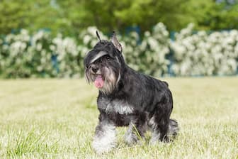 German Miniature Schnauzer Names for Dogs