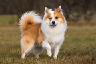 Icelandic Sheepdog Dog Names for Male and Female Puppies
