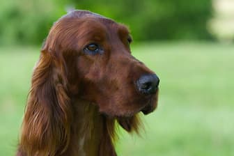 Irish Setter Dog Names for Male and Female Puppies