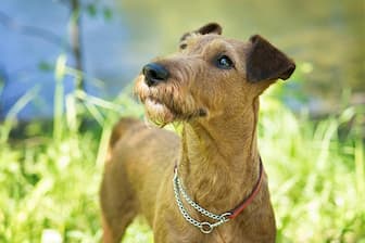 Irish Terrier Dog Names for Male and Female Puppies