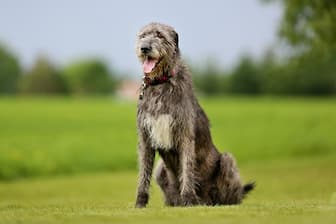 Irish Wolfhound Dog Names for Male and Female Puppies
